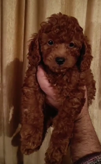 Purchase KCI Registered Poodle Puppy from Hyderabad